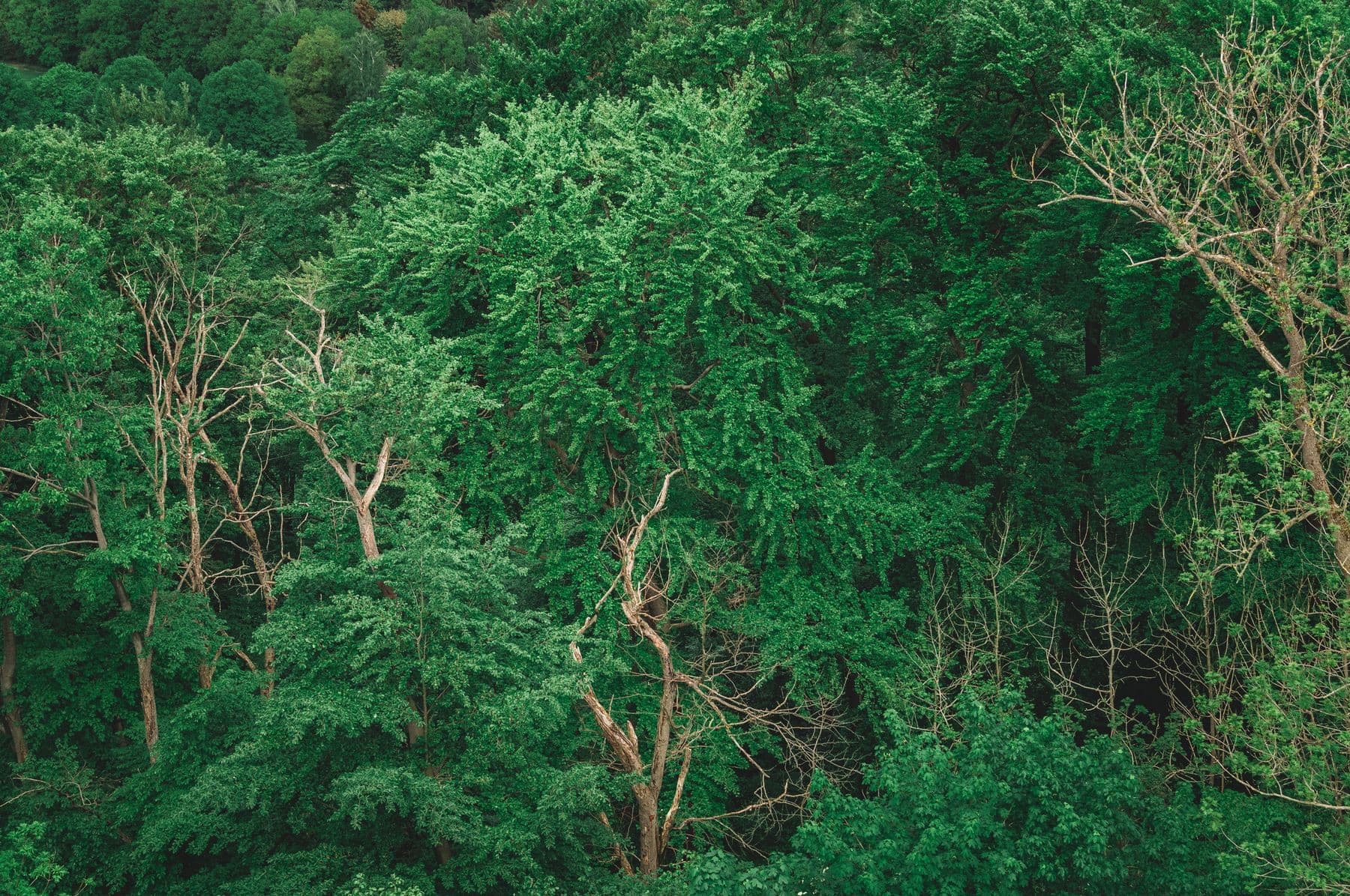 Vista ampla de uma floresta verde densa e preservada